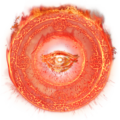 File:5 Radiant Rune of Fell Flame-120x120.png