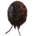 Thumbnail for version as of 19:02, 27 May 2026