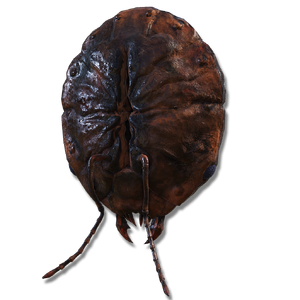 Ant's Skull Plate