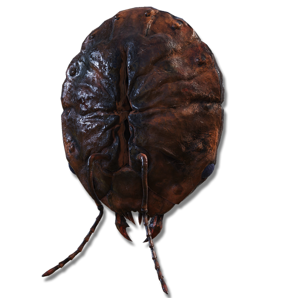 File:Ants skull plate.png