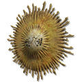 Thumbnail for version as of 21:34, 1 June 2026