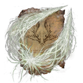 Thumbnail for version as of 01:52, 29 May 2026