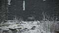 Thumbnail for version as of 03:10, 15 September 2026
