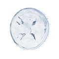 Thumbnail for version as of 19:01, 27 May 2026