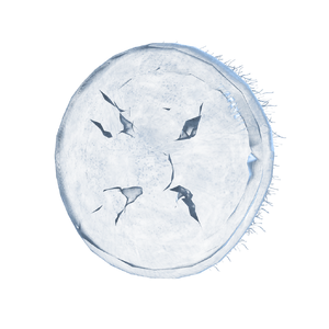 Jellyfish Shield