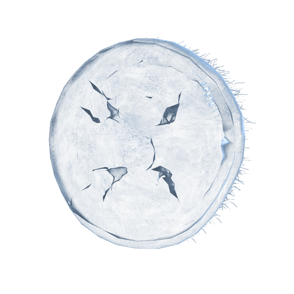 File:Jellyfish shield.png