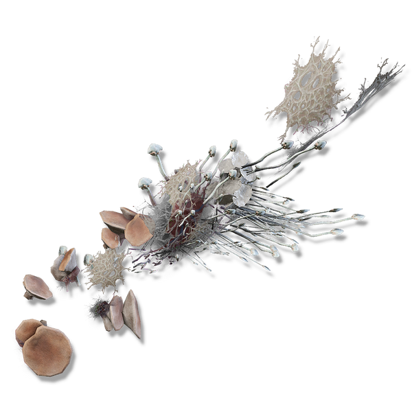 File:Mushroom arms.png