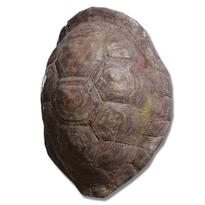 Great Turtle Shell