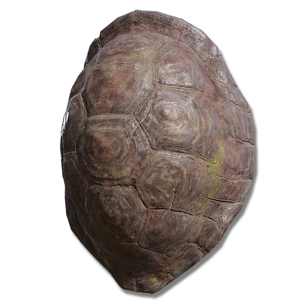 File:Great turtle shell.png