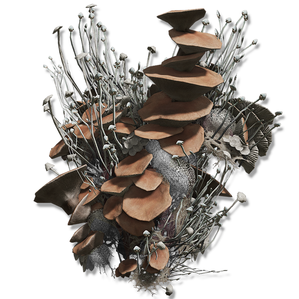File:Mushroom body.png