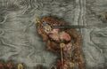 Thumbnail for version as of 19:32, 22 May 2026